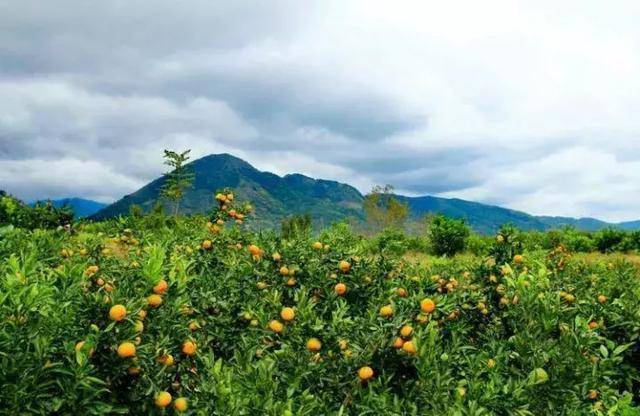 金秋时节的城固桔园:好似一幅"活"画卷