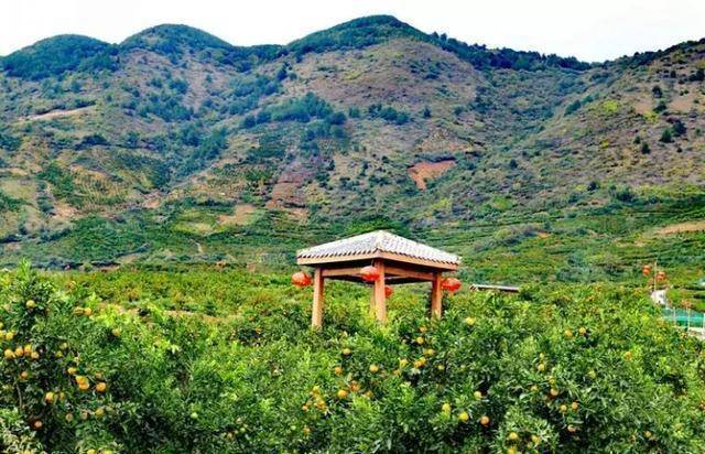 金秋时节的城固桔园:好似一幅"活"画卷