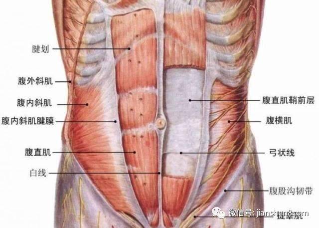 腹横肌的位置图图片