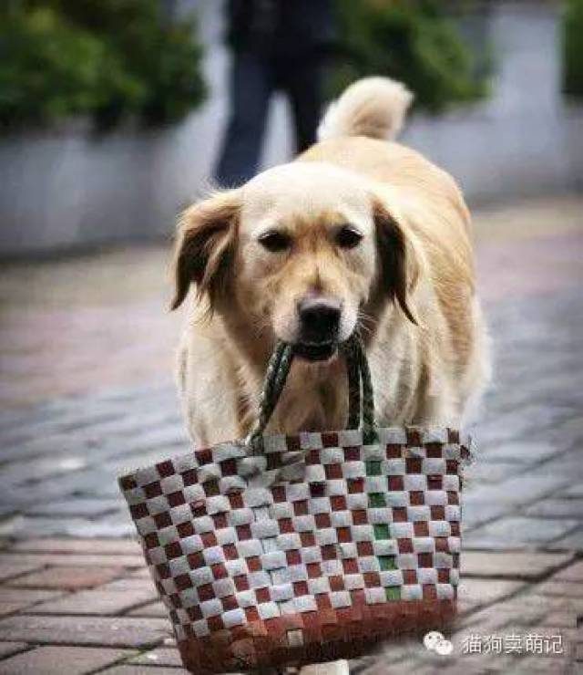 懂事到让人落泪的金毛狗狗,泪崩
