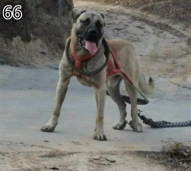 太行山犬出售,能找到,太行犬出售_大山谷图库