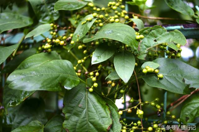 乡村一种叫臭藤的植物您认识吗虽不逗人喜欢但入药不错