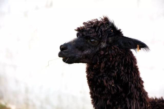 捕获一只"鲜肉"羊驼宝宝,老二降生啦