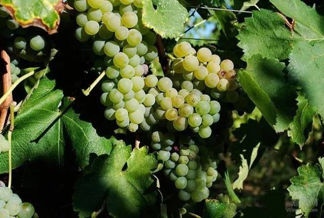 维迪奇(verdicchio)——意大利葡萄品种漫谈(11)_手机搜狐网
