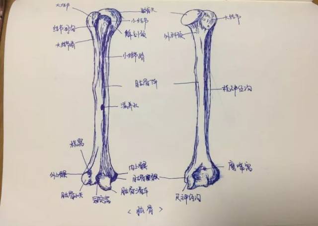 长骨的构造手绘图图片