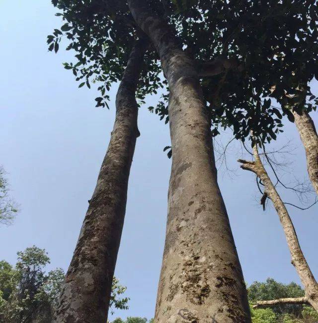 易武又一新贵,天门山高杆古树茶