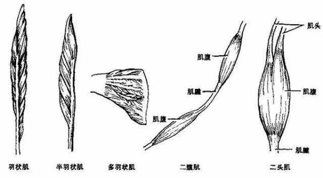 健身人应该了解的肌肉分类,二头肌,三头肌还有什么?