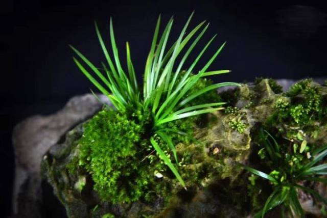 几株文人草,两张木条案,一不小心竟成了书房界的"网红"