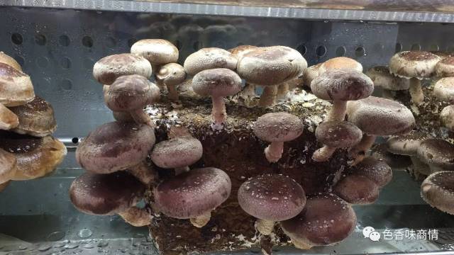 (活体有机香菇)