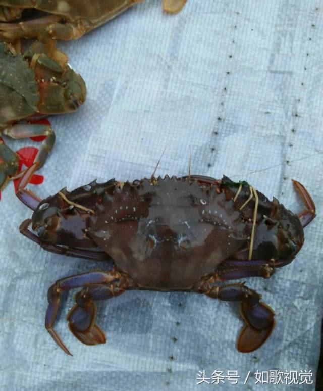 买了几只蟹子,回家后感觉有一只好像不对头,煮熟后硬是没人敢吃