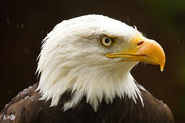 鹰眼,狼神,熊胆,豹速