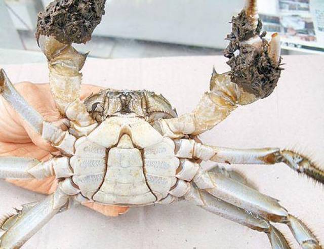 螃蟹的品种那么多,到底哪种才是大闸蟹呢?海鲜大厨手把手教你识别!