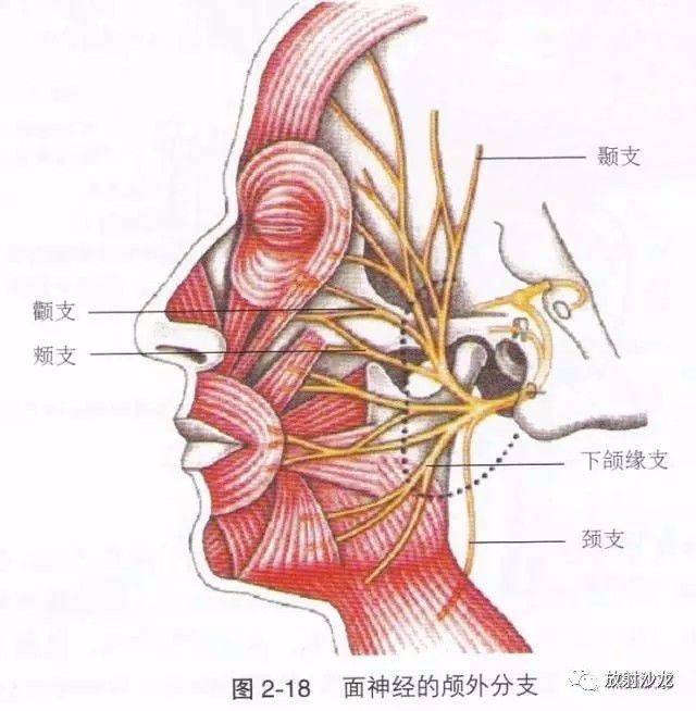 顱內段,長23-24mm 第2段:內耳道段,長7-8mm 第3段:巖骨內段(迷路段)