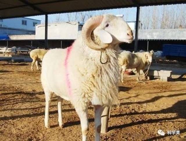 为何我们平日吃的羊肉膻味辣么大,而内蒙古的羊肉却不膻?|科学荚