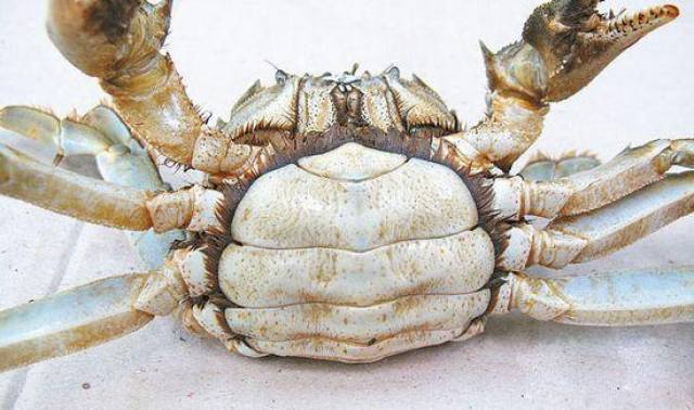 螃蟹的品种那么多,到底哪种才是大闸蟹呢?海鲜大厨手把手教你识别!