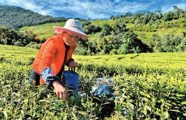 图为西藏墨脱县背崩乡背崩村村民在茶园采茶.新华社记者 张汝锋摄