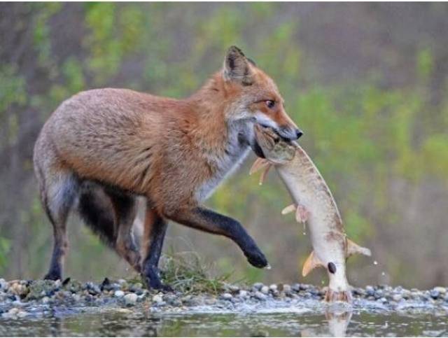 不要小看了狐狸,它的捕猎能力很强