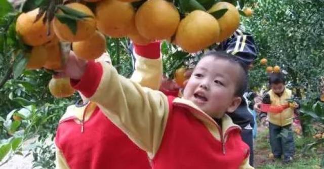 葡萄采摘季：享受有机农业的乐趣