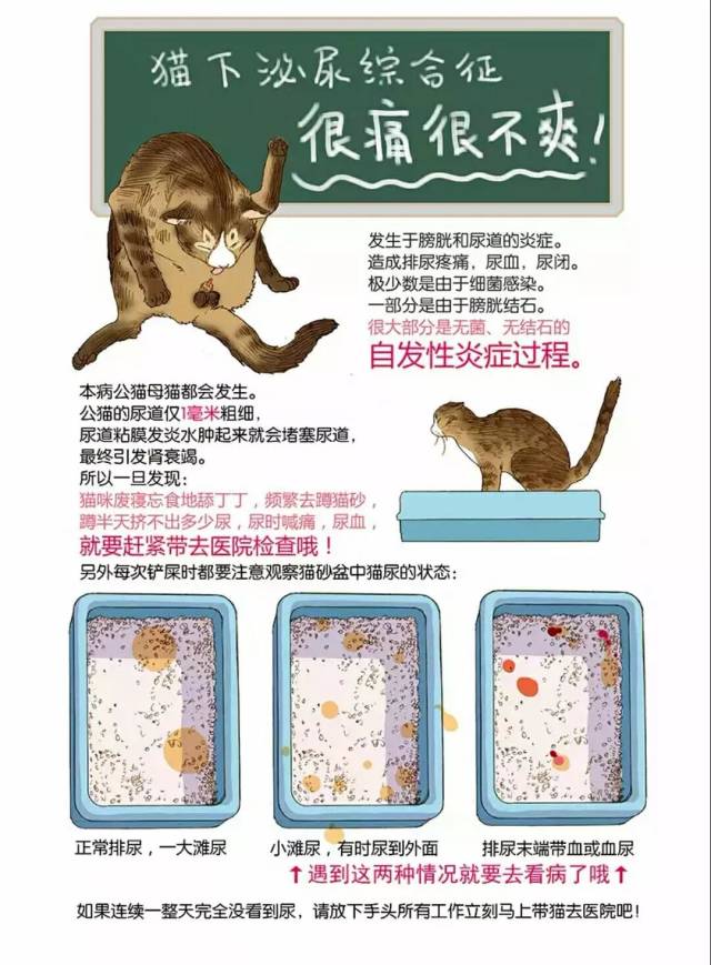 猫为什么跳楼?狗为什么摇尾巴?