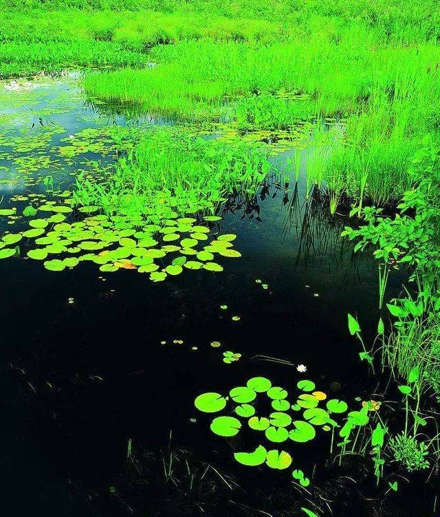 耿建松 | 故乡的池塘