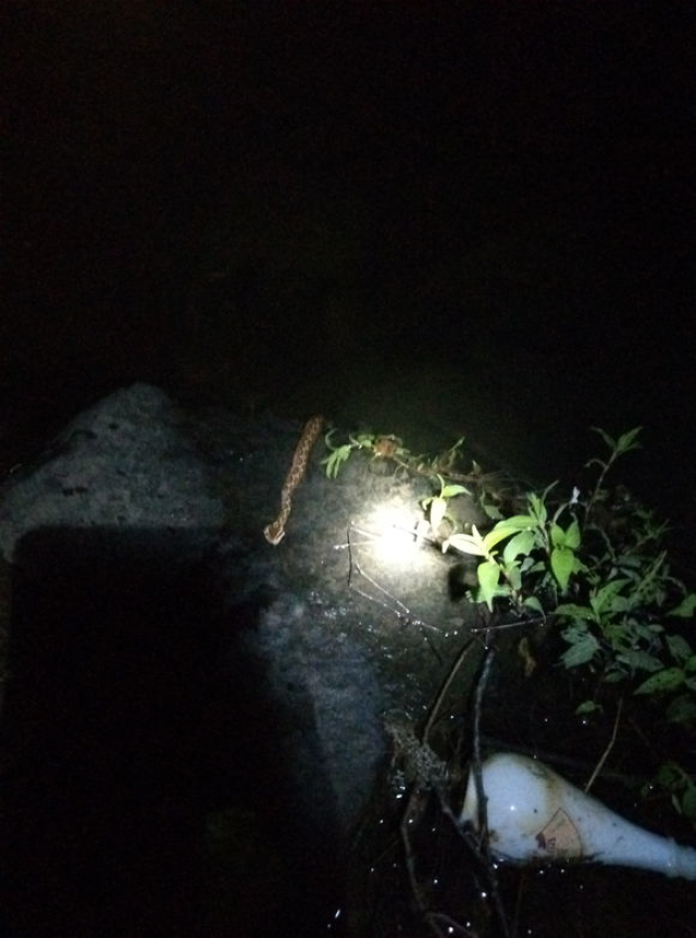 夜钓渔获很美,然而不停有野物爬上岸,连打死五条