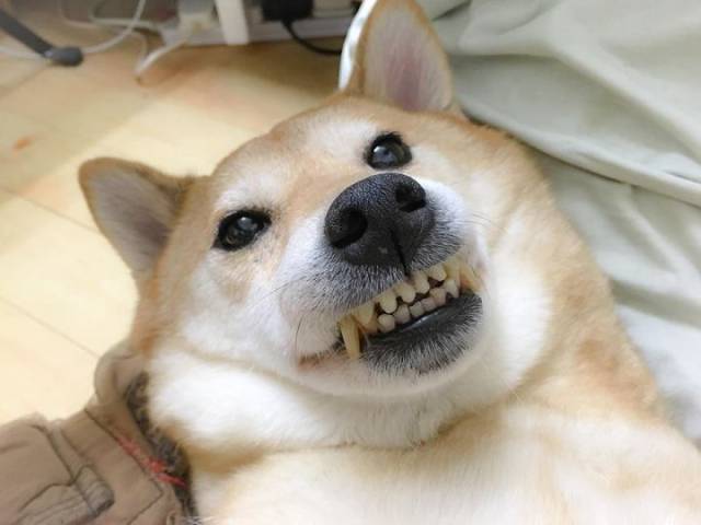 5只柴犬的笑脸,能让你瞬间被治愈.