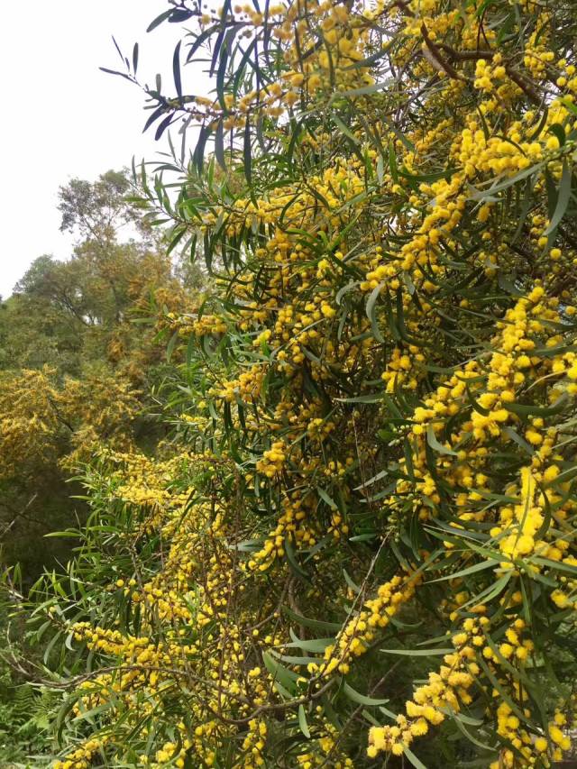 【探花记】插图相思树 ▏苏忠