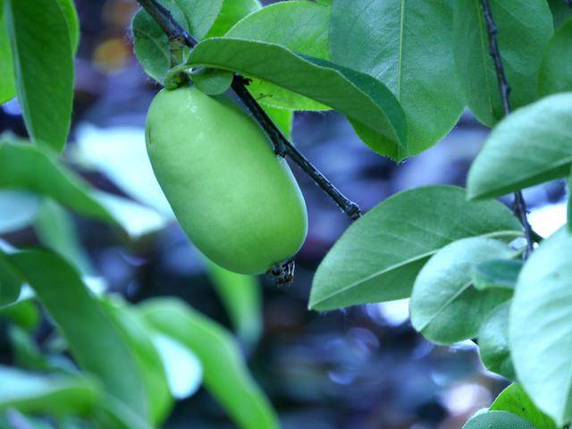 安康汉水情农业:你所言之"木瓜",中医所言之"木瓜"