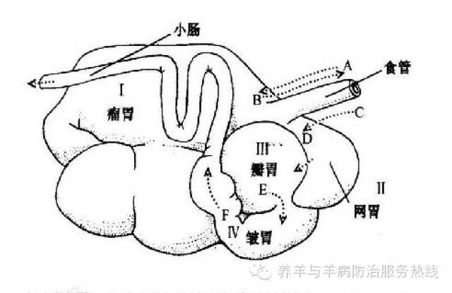 羊瘤胃位置图片