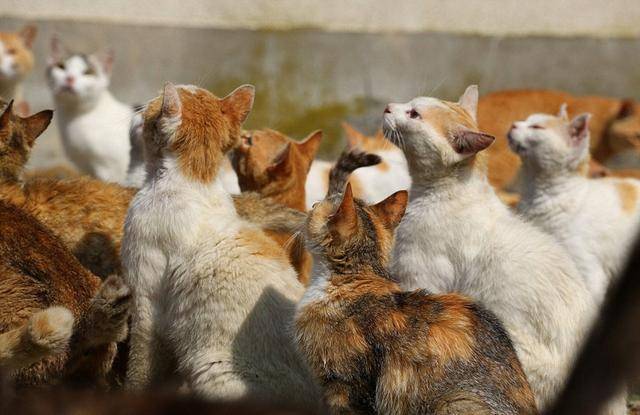 日本这座岛上的猫泛滥成灾,数量已是岛上居民数量的6倍