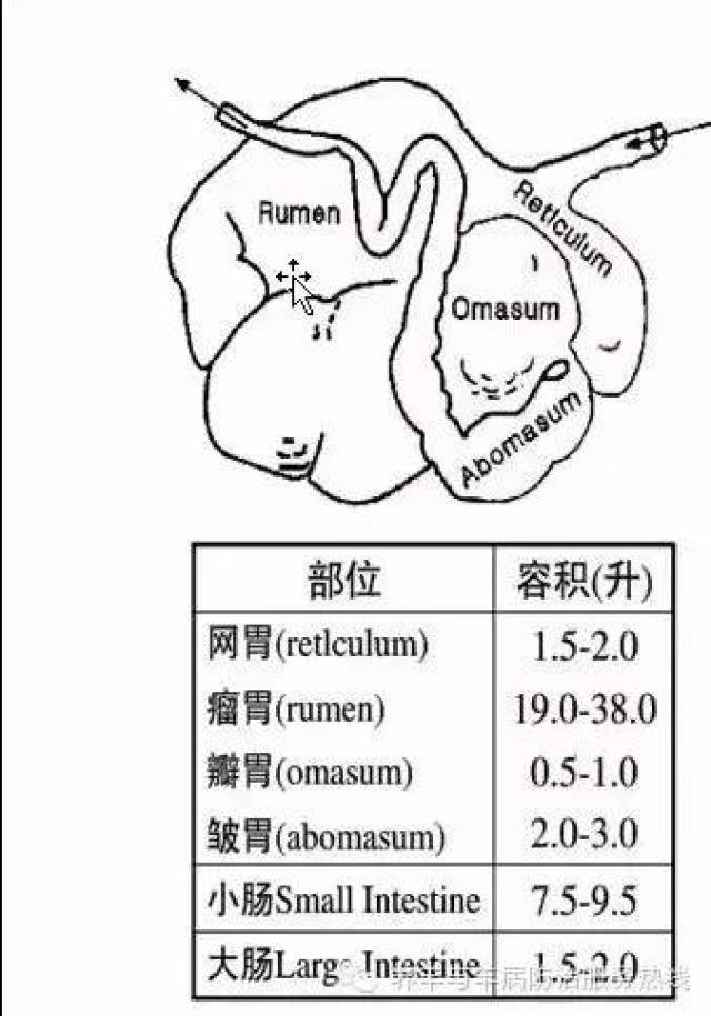 羊瘤胃位置图片