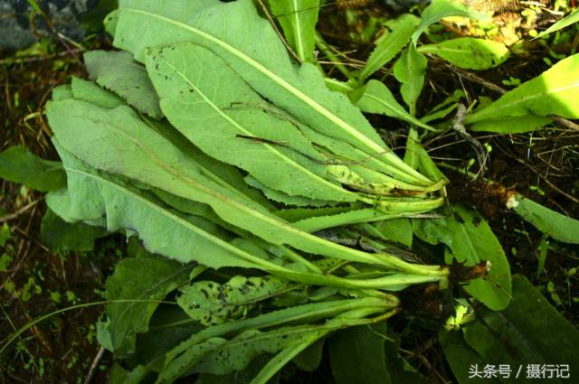 鄉村兩種很苦的野菜,都具有清熱解毒的功效,您認識嗎