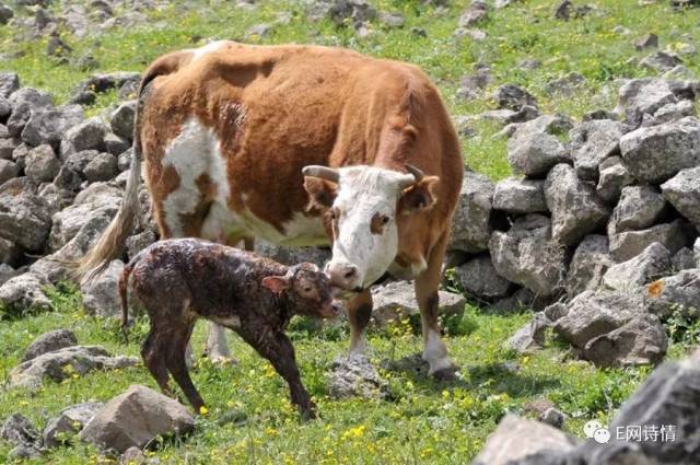 【抱同眠 | 散文】牛生崽