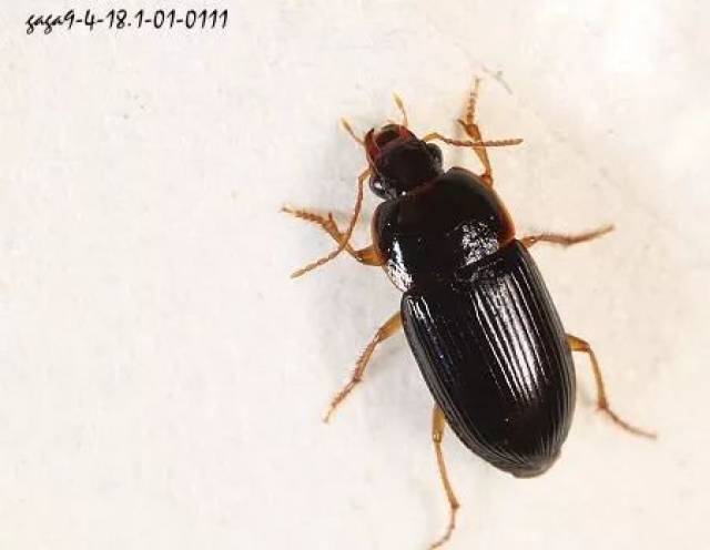 中华婪步甲,我以中华为名4