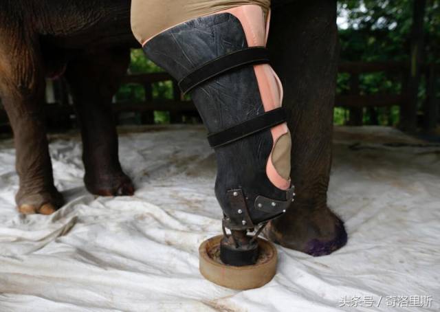 大象误踩地雷炸没了一条腿,还好有好心人帮它做义肢,又活过来了