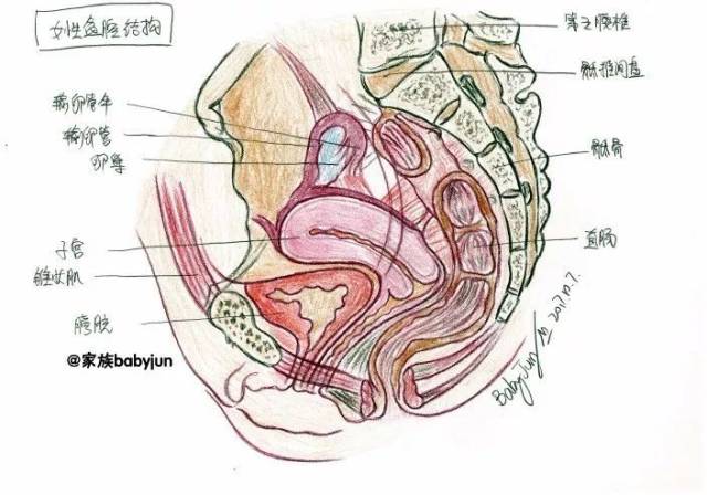 女性盆腔結構,女性生殖系統,卵巢的內部結構,人體器官結構 今年的十一