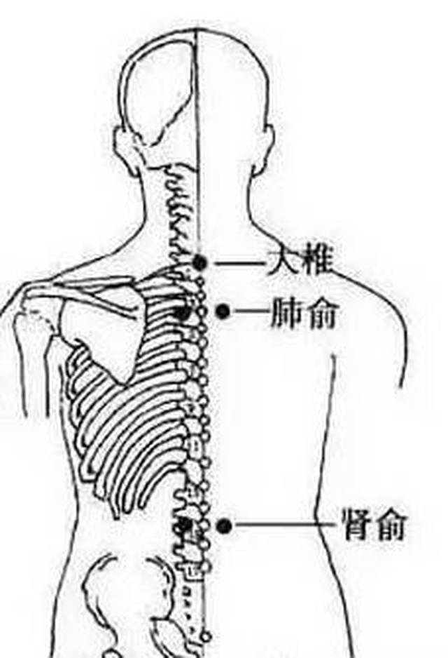 灸肺俞穴 肺俞穴:位于第三胸椎棘突旁开1.5,左右各一,属膀胱经.