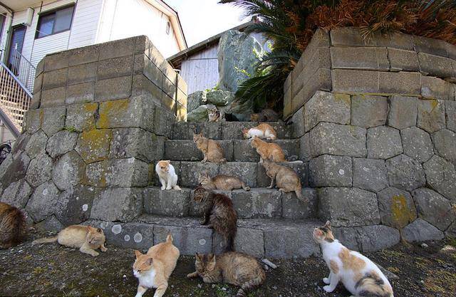日本这座岛上的猫泛滥成灾,数量已是岛上居民数量的6倍