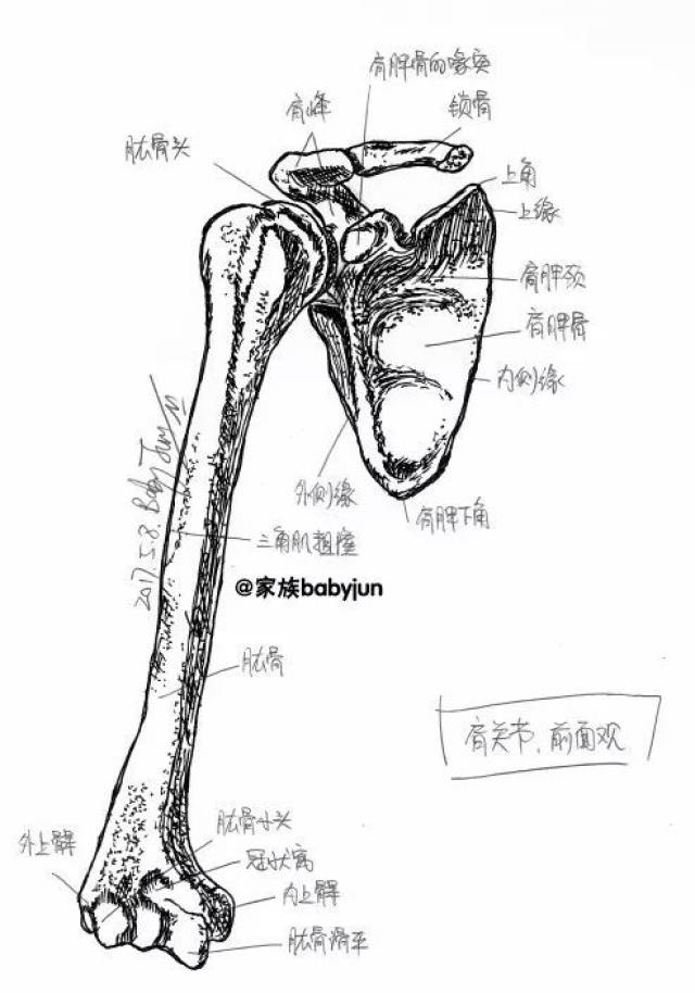 肱骨手绘图片