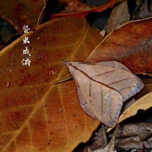 三候蜇虫咸俯 蜇虫在洞中不动不食,垂下头来进入冬眠状态.