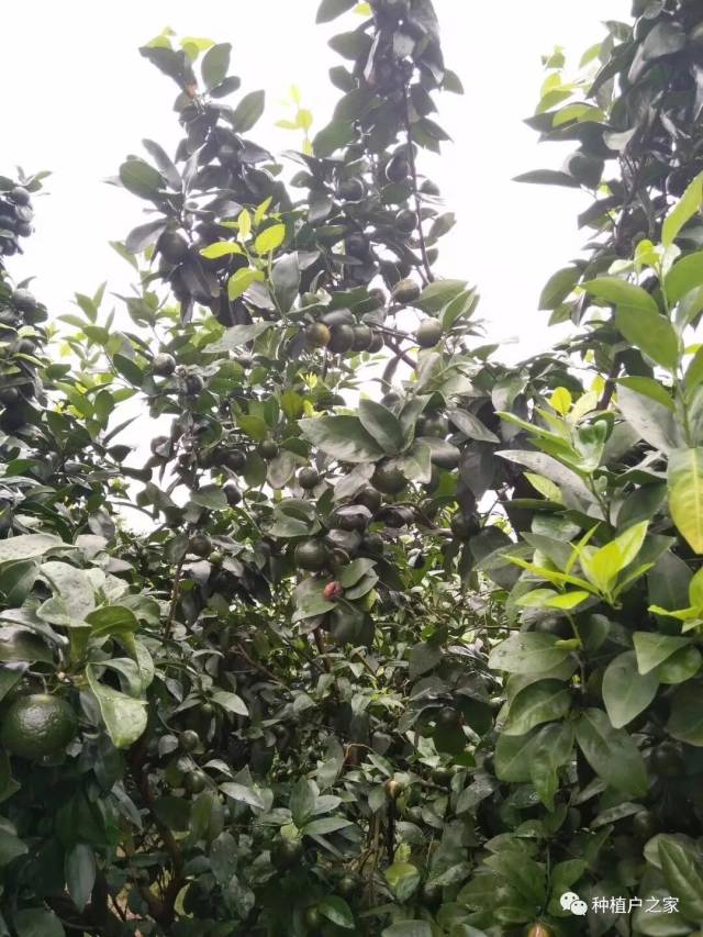 柑橘褐腐病防治药剂(柑橘疫菌褐腐病用什么农药防治)