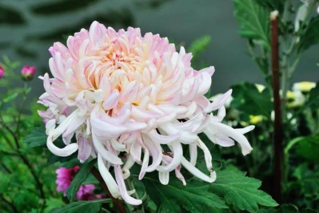 成语日历丨鸿飞霜降