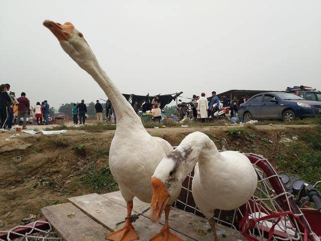 狗市不但只是狗,還有很多其他動物,比如鵝,鴨子,貓咪,鸚鵡等等應有盡