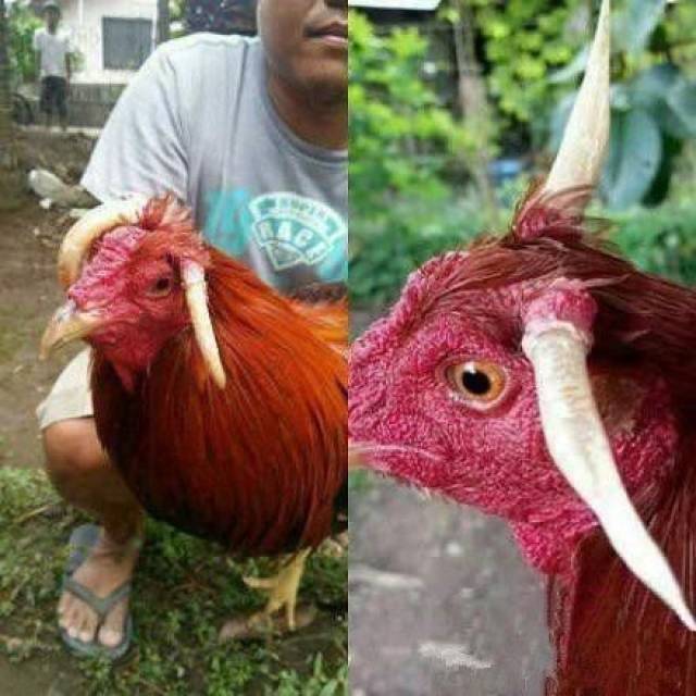 鸡长牛角? ▼