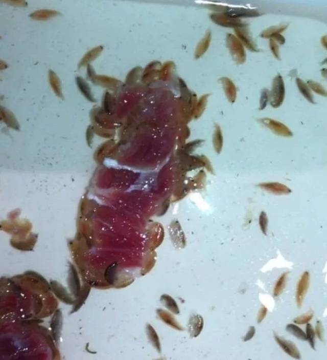 5,还有吃人肉的……海蚤