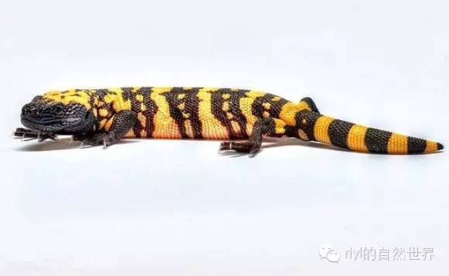 至毒诱惑吉拉毒蜥gilamonster