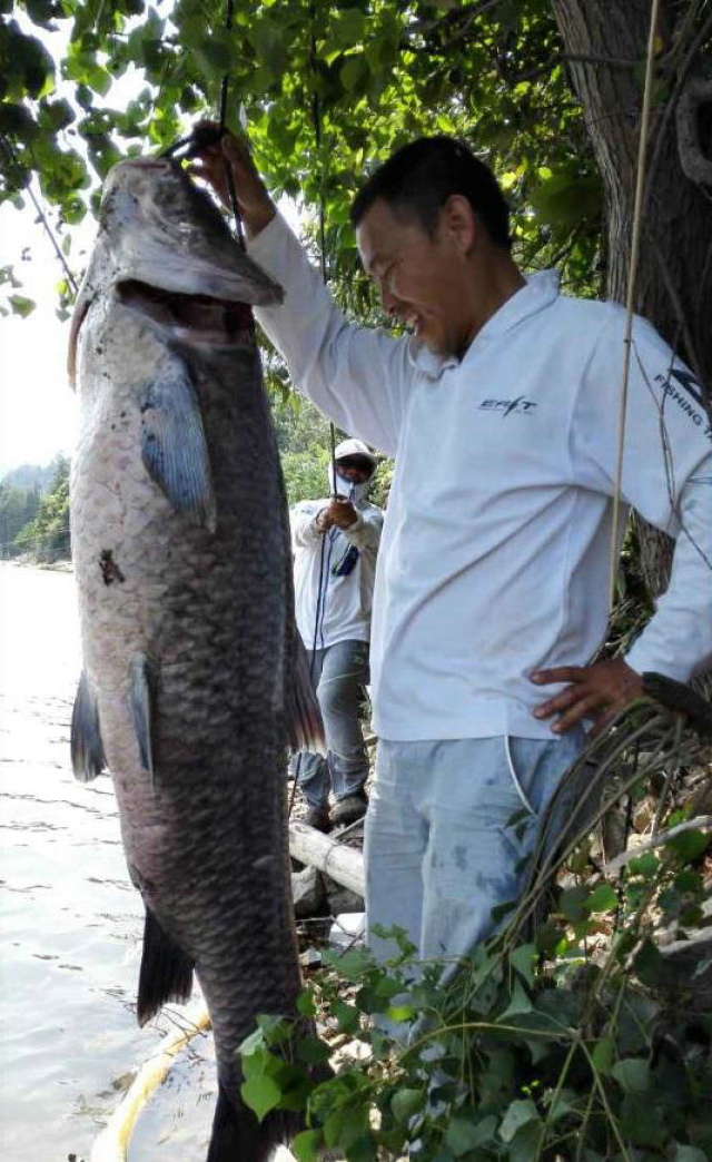 中国钓196斤青鱼过程图片