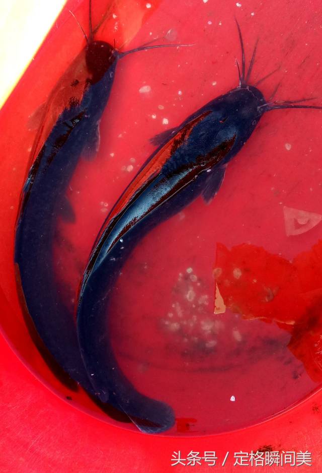 这是鲶鱼,卖16元一斤. 平台声明