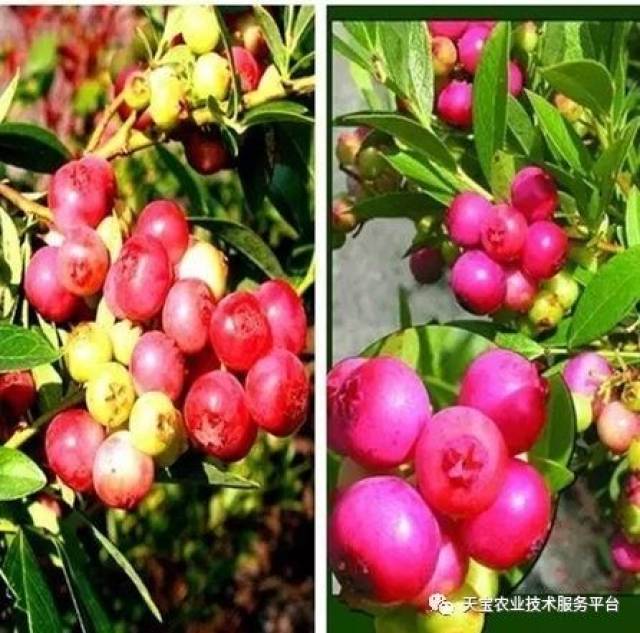 ehlenfeldt杂交选育出的红果蓝莓变异品种,原代号ars 96-138,亲本为