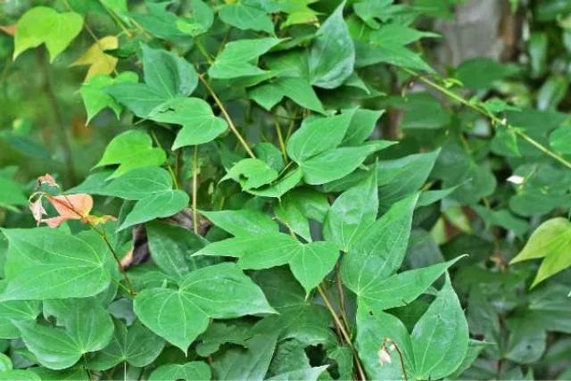 植物有:全缘凤尾蕨,虎克鳞盖蕨,羽裂圣蕨,粗齿紫萁,少叶黄杞,毛果青冈